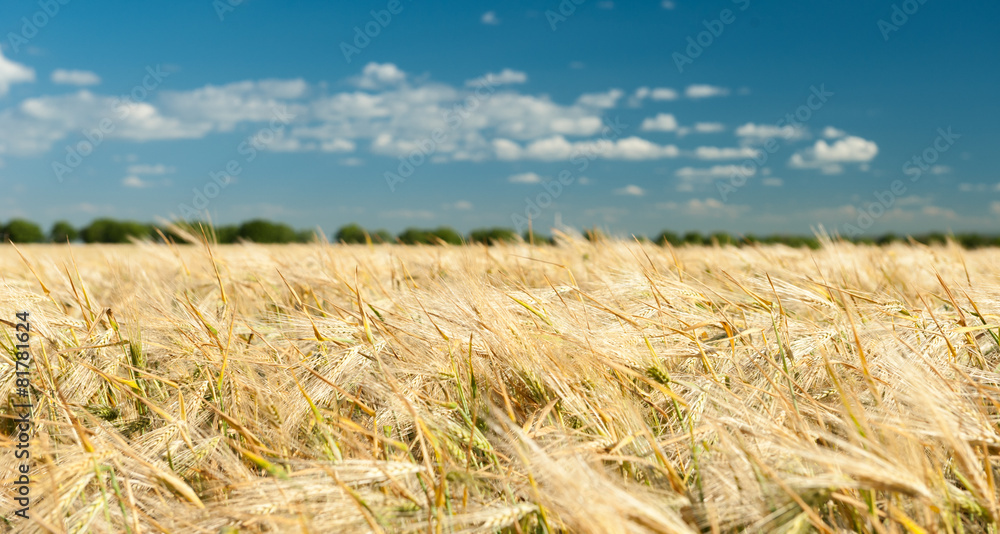 wheat field and blue sky summer landscape