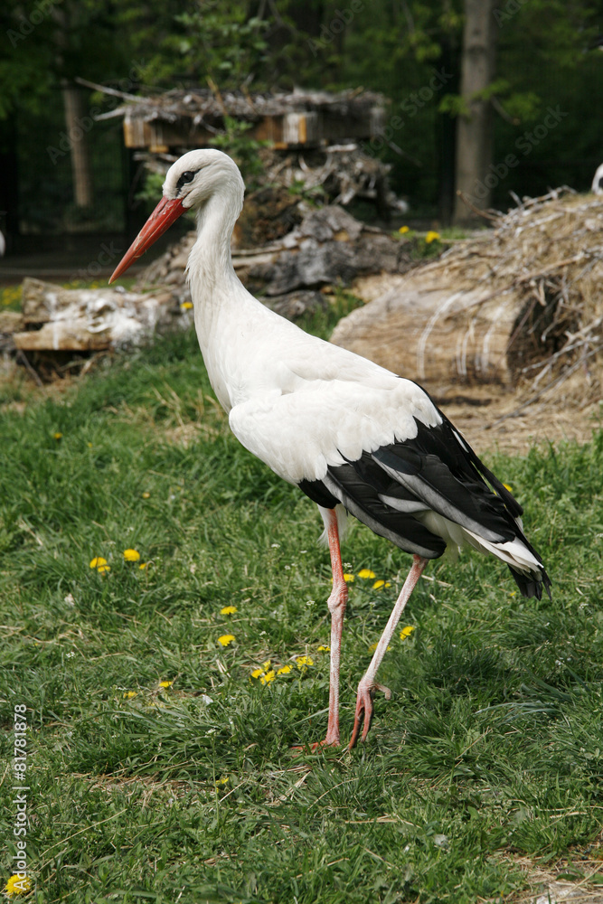 Fototapeta premium White stork. Ciconia ciconia in the meadow rural scene