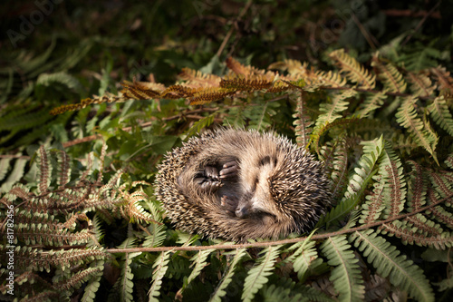 sleeping baby Hedgehog
