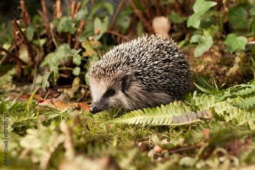 Baby Hedgehog