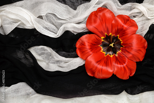 Fototapeta Naklejka Na Ścianę i Meble -  red tulip close-up black and white fabric