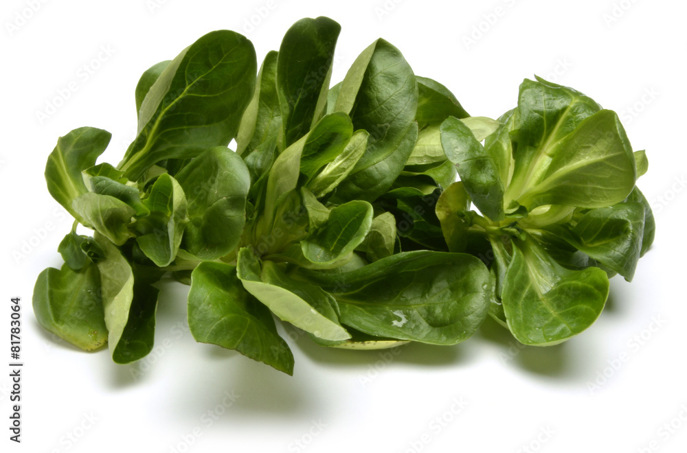 Valerianella locusta Corn salad Songino Canónigo Полевой салат Valerianella locusta Corn salad Songino Canónigo Полевой салат