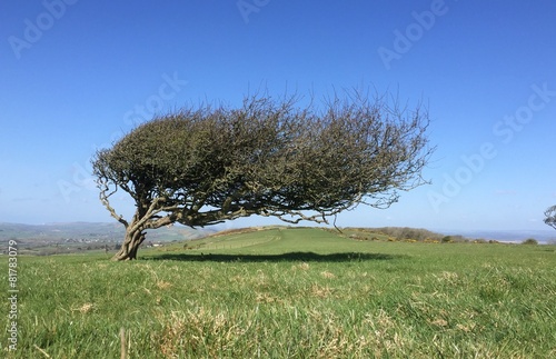 windswept lone tree on hill