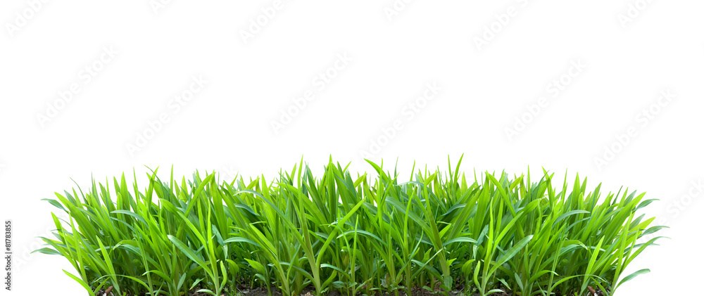 Naklejka Frisches grünes Gras