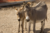 Mule Mother and son