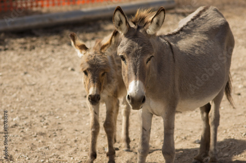 Mule Mother and son © ArthiaWaldsirja