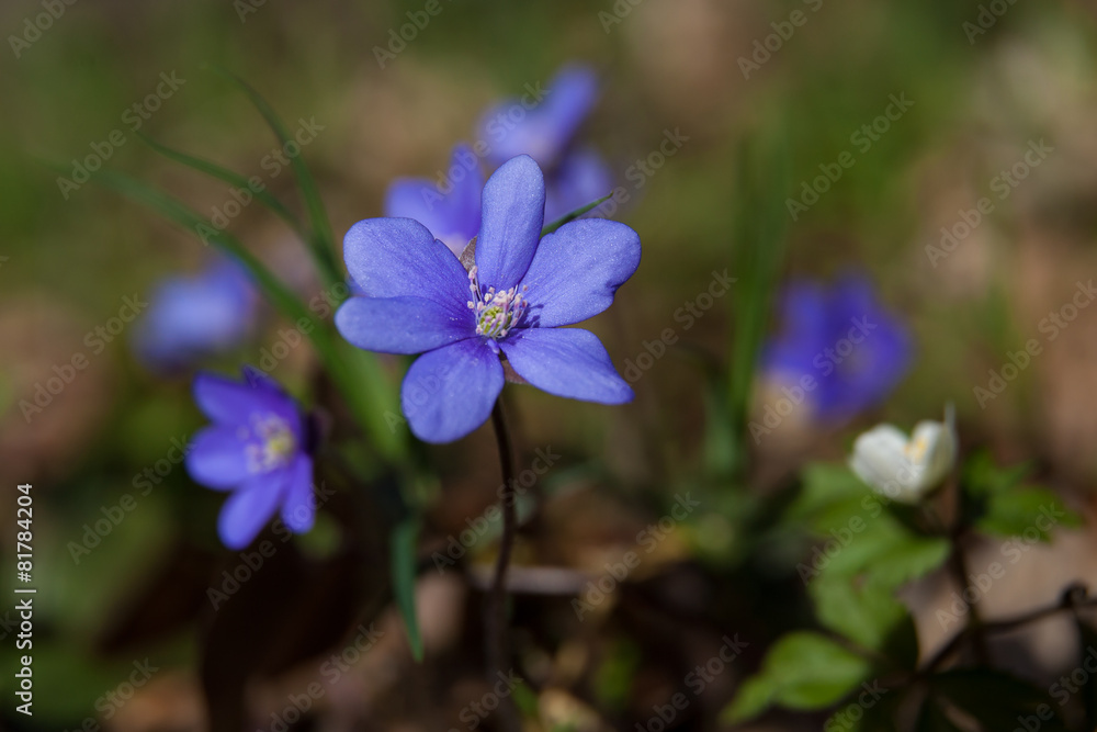 blaue Anemone blaue Anemone