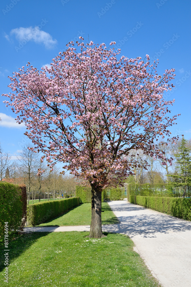 Blooming cherry tree