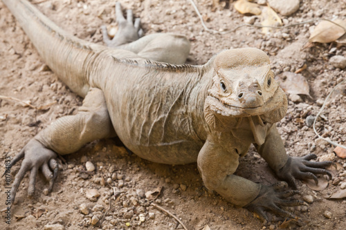 Fototapeta Naklejka Na Ścianę i Meble -  Closeup portrait of Rhinoceros Iguana lizard
