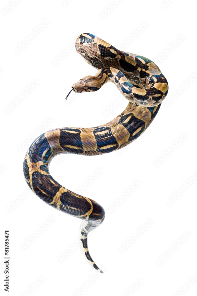 Naklejka premium Boa Constrictor vor weißem Hintergrund