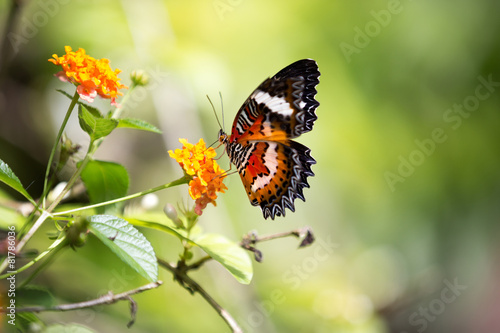 Amazing butterfly #81786036