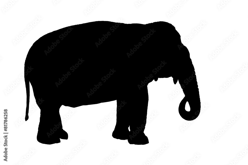 Elephant Silhouette Elephant Silhouette