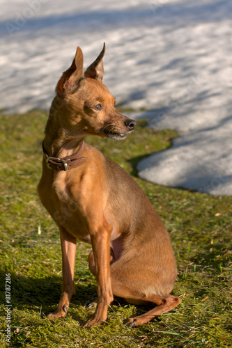 russian shorthair toy terrier