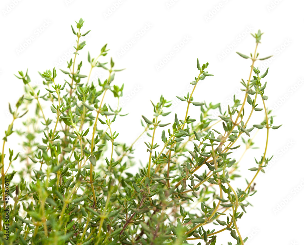 Thyme Thyme