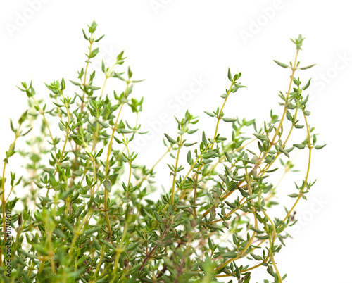 Thyme