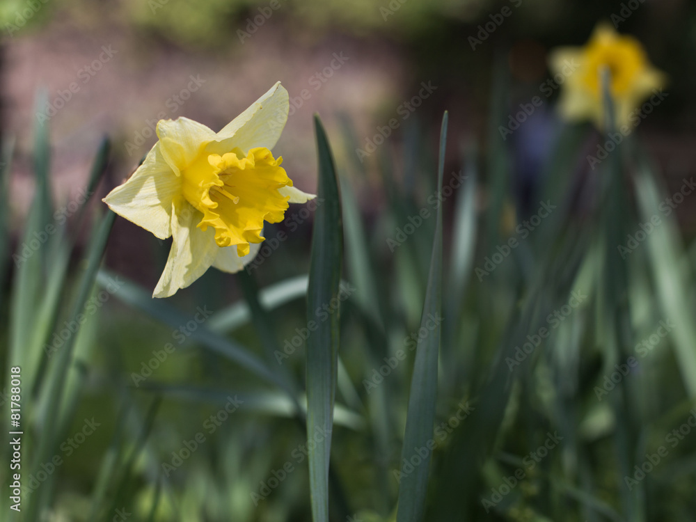Fototapeta premium Garten - Blühende Frühlingblumen: Narzissen oder Osterglocke