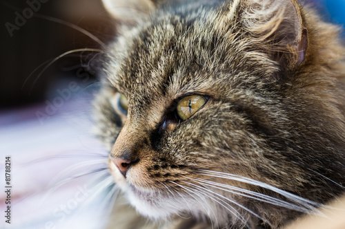 Augen/ Gesicht einer Hauskatze  photo