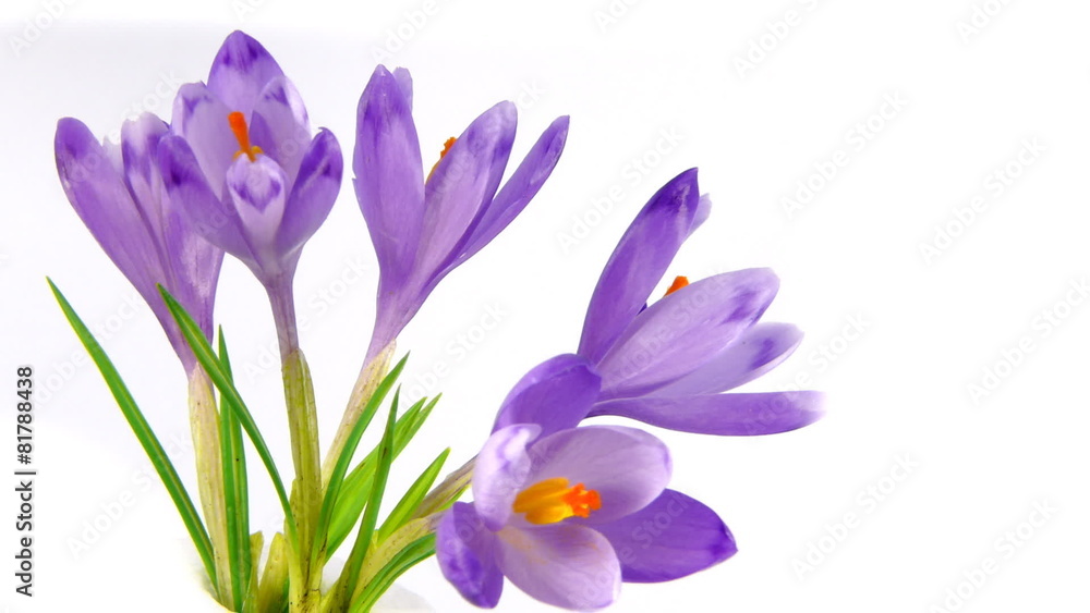 Timelapse blooming crocuses on white background. Timelapse blooming crocuses on white background.