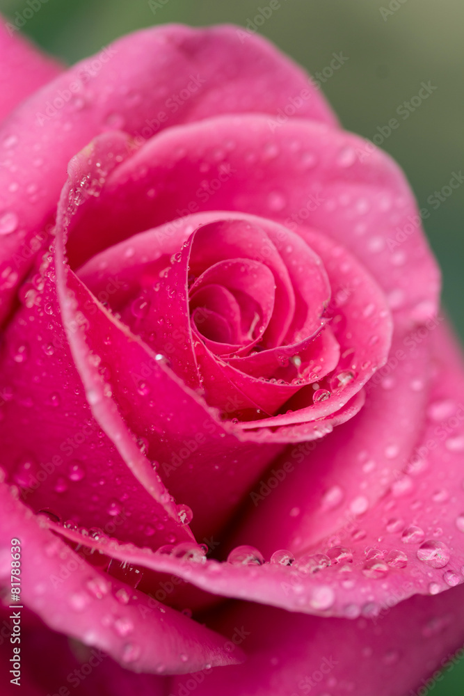薔薇