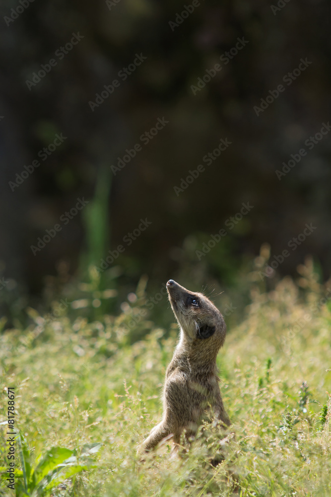 Naklejka premium ミーアキャット