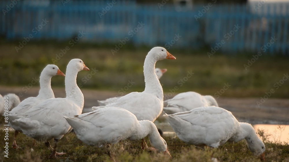 Geese on the open pasture. village Geese on the open pasture. village