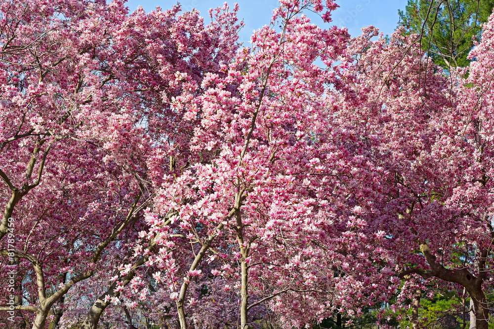Blossoming dogwood trees near National Mall in Washington DC