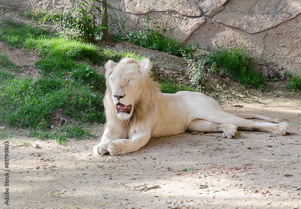 Fototapeta premium White Lion