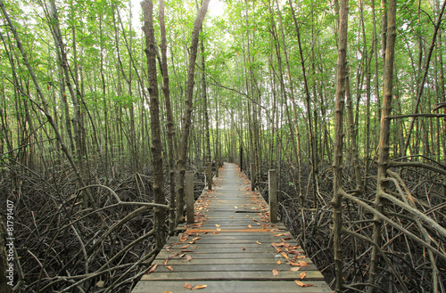 Fototapeta Naklejka Na Ścianę i Meble -  Wooden walkway through mangroves forest