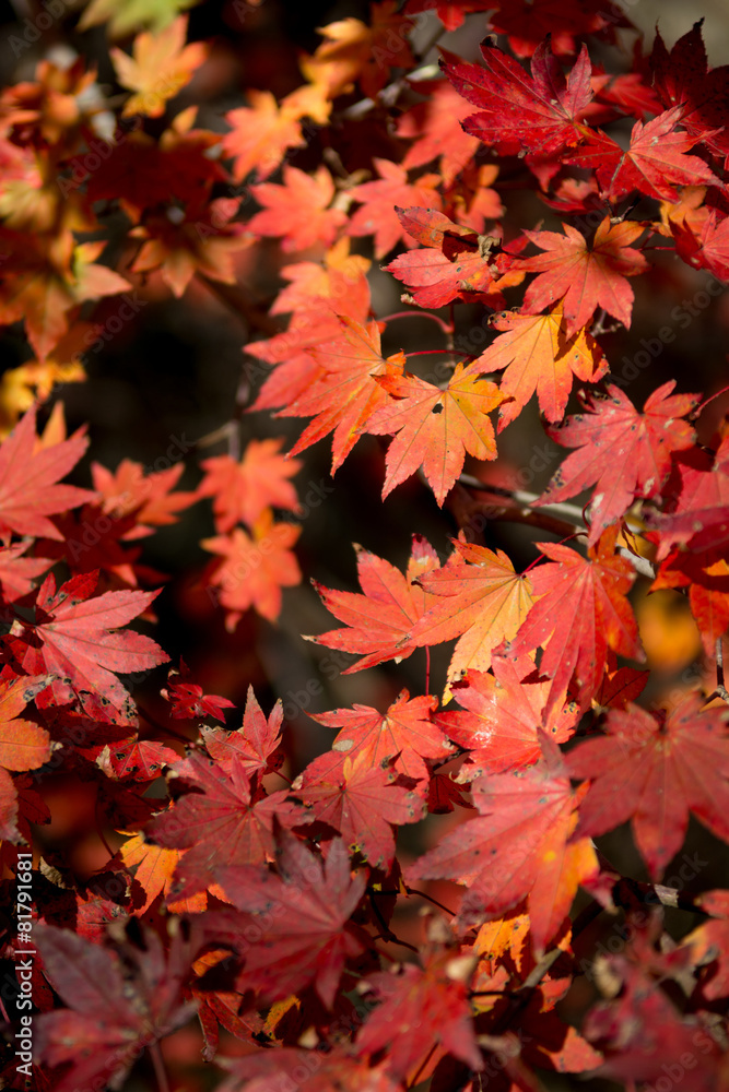 紅葉