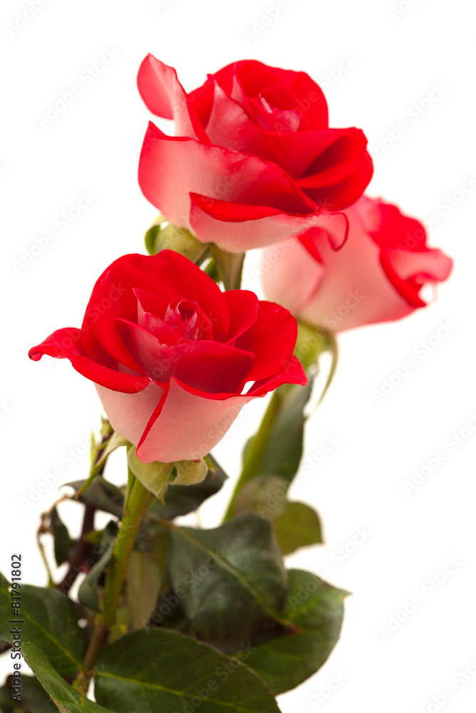 two-toned roses isolated two-toned roses isolated