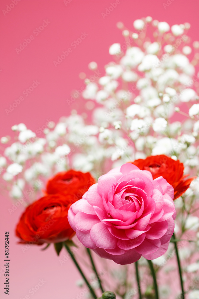 Fototapeta premium ラナンキュラス