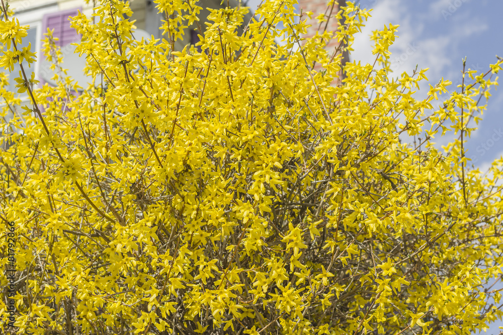 Obraz premium Forsythia Flowers