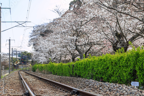 桜と線路 © TOMO