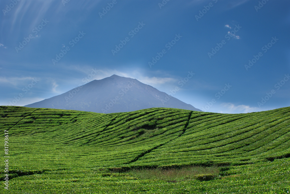 Tea plantations and the Kerinci volcano peak in Sumatra