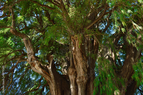 Arbol el Tule     one of the biggest trees on Earth  in Chiapas