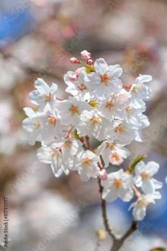 桜