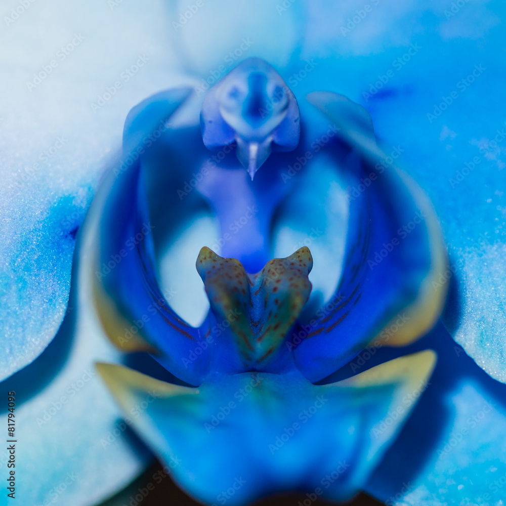 Blue Phoenix Stock Photo | Adobe Stock