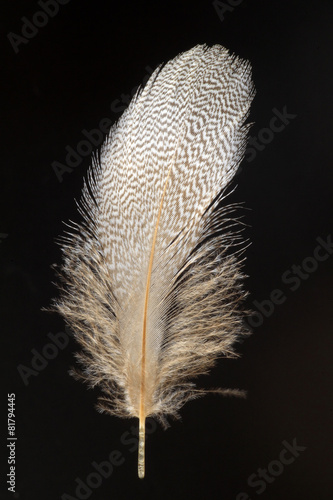 feather of Common Pochard (Aythya ferina) 