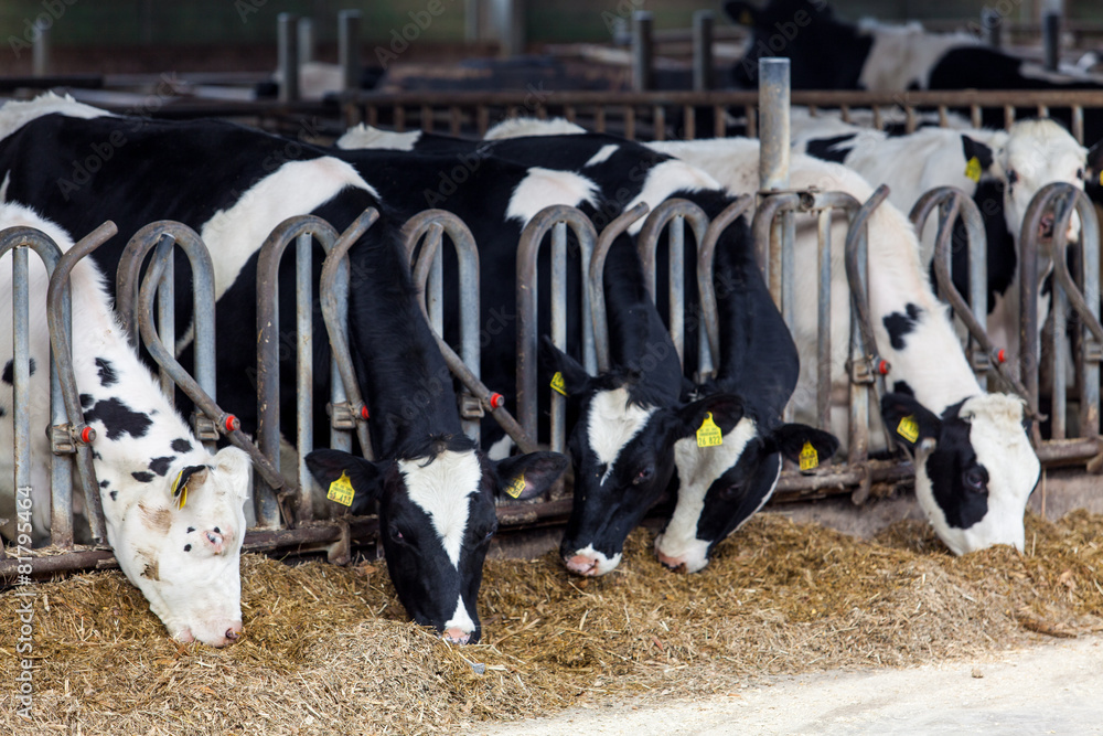 Cows in a farm. Dairy cows