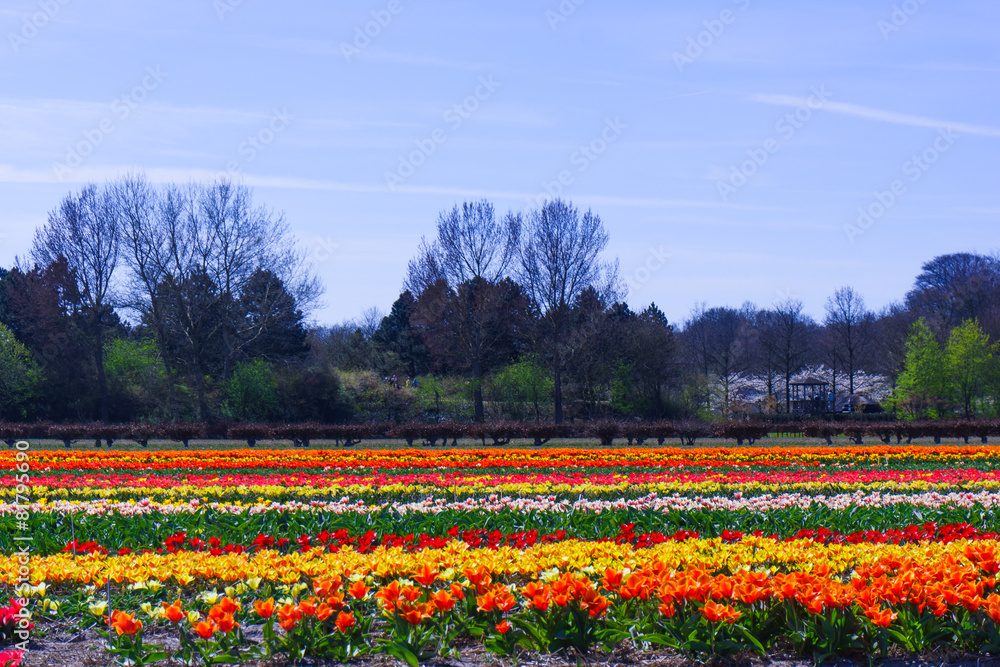 tulip flowers field.  colorful tulip farm