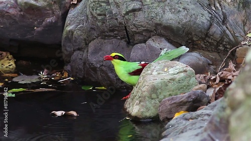 Portrait of Common green magpie(Cissa chinensis) drinking water photo