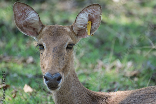 Sangai or Thamin deer  photo