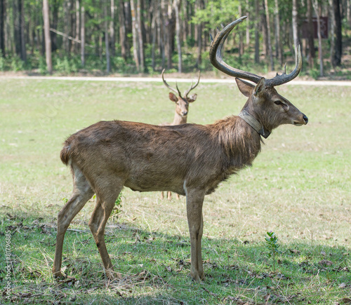Sangai or Thamin deer  © Suwatchai