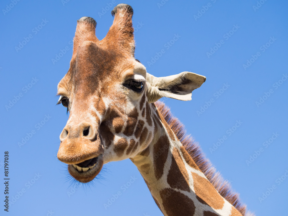 Obraz premium Giraffe against blue sky