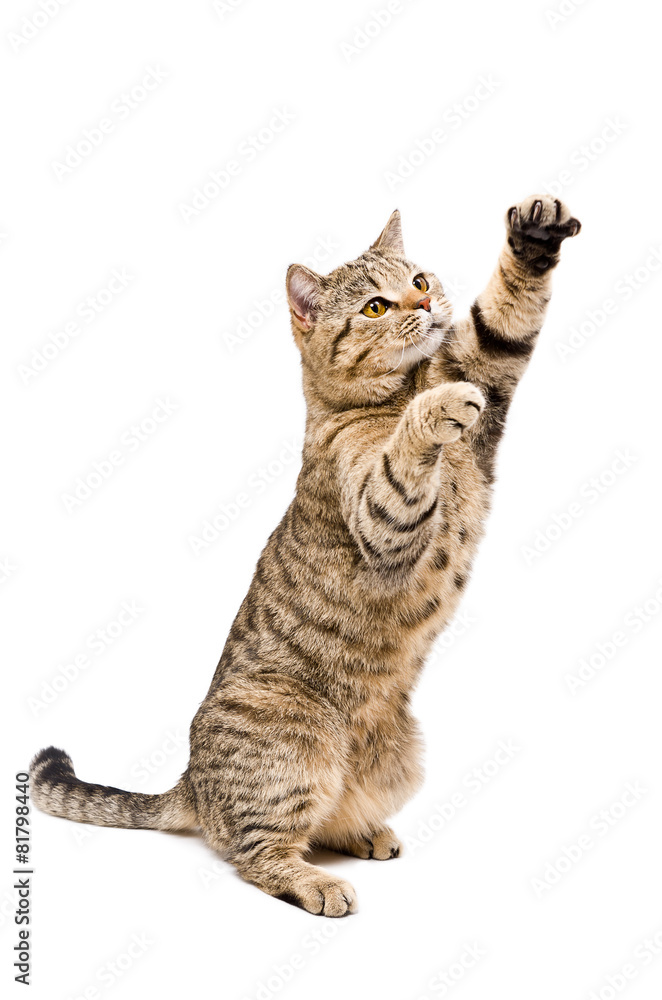 Fototapeta premium Portrait of a frisky playful cat Scottish Straight