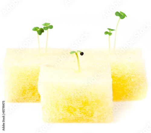 hydroponic vegetable sprout in planting sponges