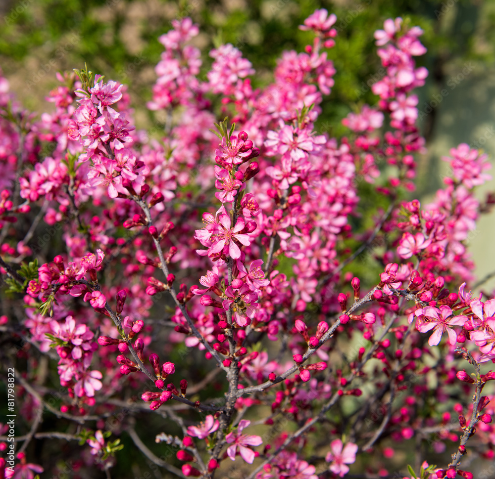 Blooming tree with pink flowers in spring