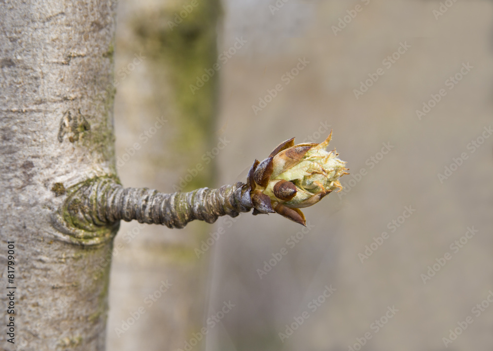 Future flower pear