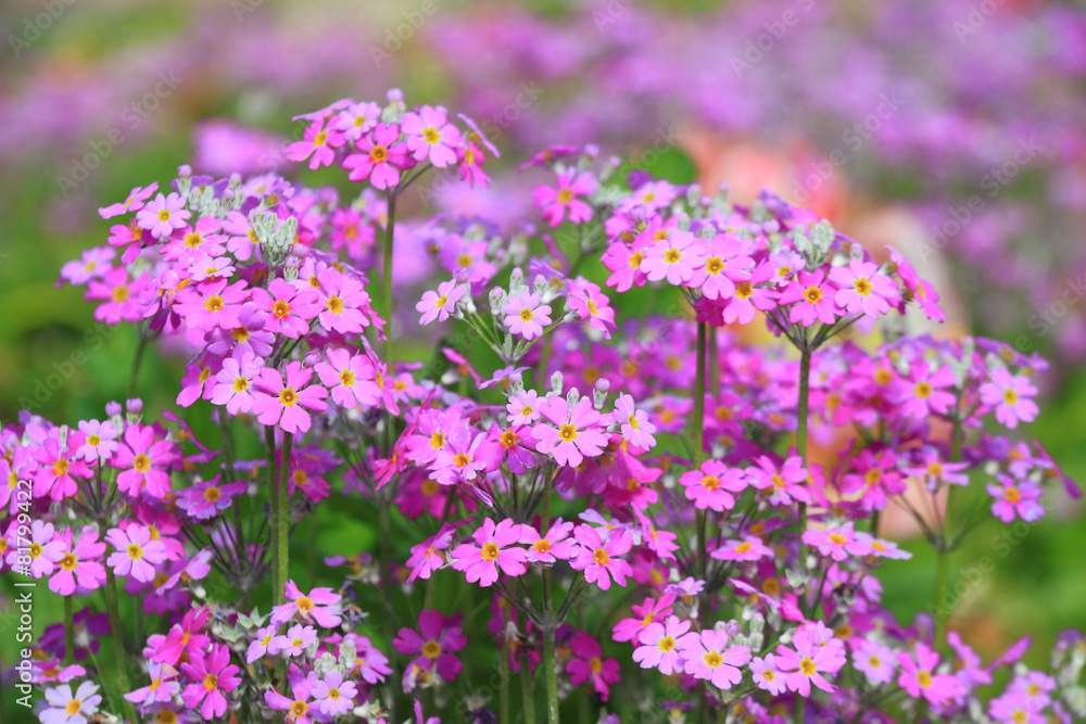 Violet flowers