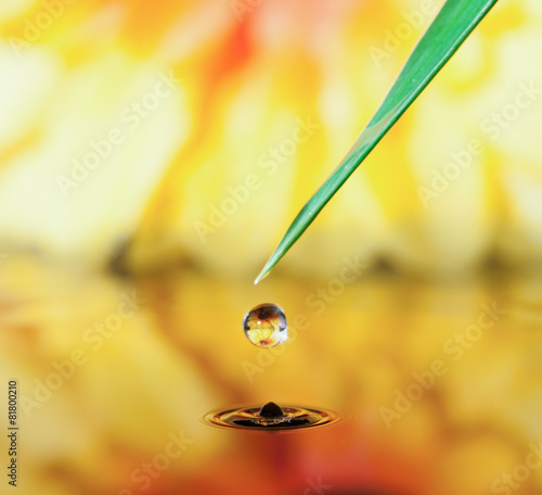pot marigold flower mirroring inside dew drops © showcake